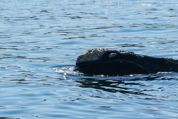 Fototapeta premium Avistaje de ballenas