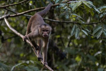 monkey climbing in a tree