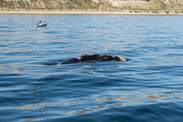 Avistaje de ballenas