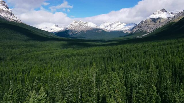 Top down view of vast larch forests in Alberta. Drone Shot of the pine woods and Scenic Mountains with snow Peaks in Banff National Park on a sunny day. Aerial video over a forest in Rocky Mountains