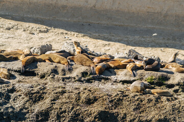Lobería en Puerto Madryn