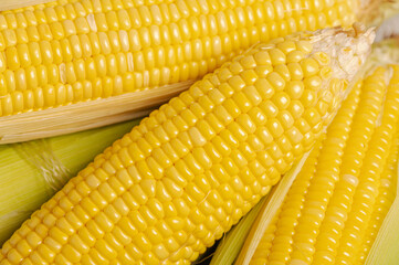 Corn on the cob
