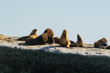 Lobos marinos en la costa