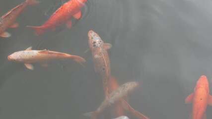 Chinese traditional garden with koi fish. High Angle View Of Koi Carp swimming In Pond in Shanghai Chenghuang Temple and Yu Garden famous tourist spot, animal and travel concept b-roll footage