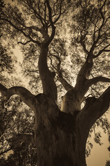 tree in the forest