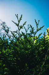 leaves against blue sky