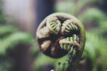 close-up of fern leaves in spiral shape about to open up shot outdoor in sunny backyard