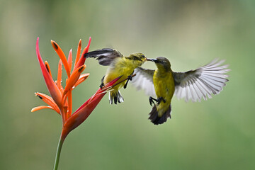 hummingbird and flower