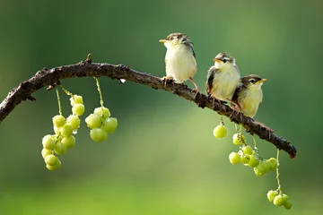 Deurstickers bird on a branch © heru