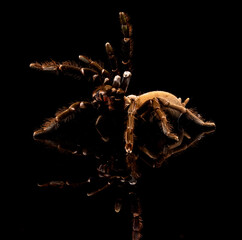 Australian Tarantula or Bird Eating Spider