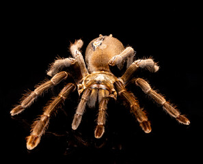 Australian Tarantula or Bird Eating Spider