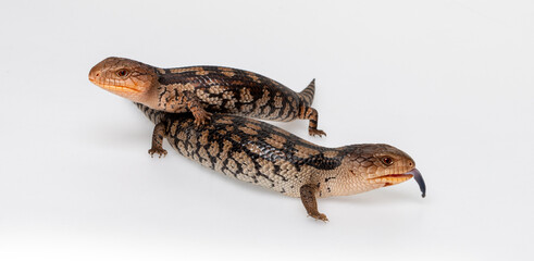 Two baby Blotched Blue-tongued Lizards on a white background
