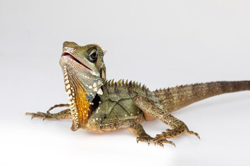 Naklejka premium Boyd's Forest Dragon, arboreal agamid lizard on a white background