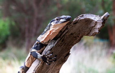 Lace Monitor or Tree Goanna, a member of the monitor lizard family native to eastern Australia...