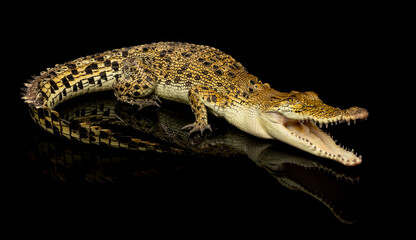 Fototapeta na wymiar Saltwater Crocodile on black background