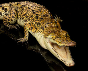 Saltwater Crocodile on black background