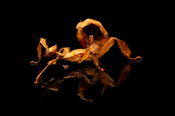 Stick Insect (Phasmatodea) sitting on a reflective black background