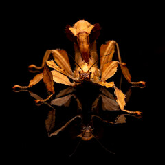 Stick Insect (Phasmatodea) sitting on a reflective black background