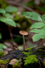 Mushrooms along a hiking trail in an Ontario Provincial Park in the fall.