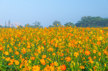 Scenery of sulfur chrysanthemum sea in Optics Valley Xiyuan Park, Wuhan, Hubei