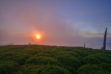 Fototapeta na wymiar 朝日を浴びてオレンジ色に染まる大台ヶ原山　正木峠の情景＠奈良