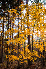 Yellow leaves of a Maple in the Ozarks in Fall