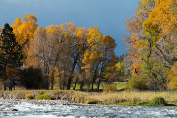 Stillwater River Aspens in Fall