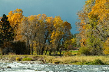 Stillwater River Aspens in Fall