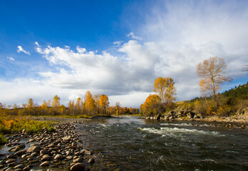 Stillwater River Aspens in Fall