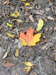 autumn leaves