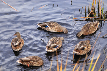 Single American Black Duck in Water