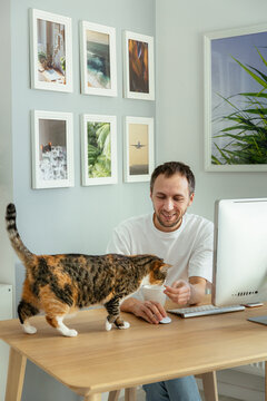 Smiling web developer play with cat having break from programming on pc at home. Man work remotely from home on computer enjoy playing with cute kitty relaxing from stress with business on quarantine