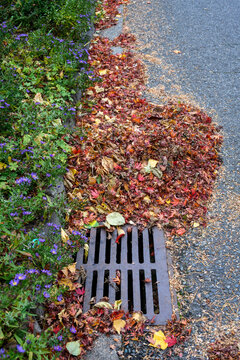 Dead leaves and pine needles collecting on a residential street and curb, sewar drain grate cleaned off
