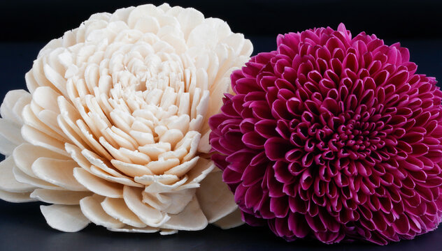 Purple Dendranthema grandiflorum and white wood flower 