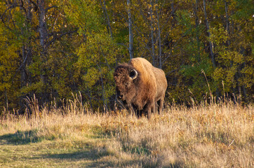 A Plains Bison in Autumn