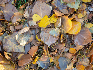 Background from autumn leaves. Autumn pattern. Leaves on the ground