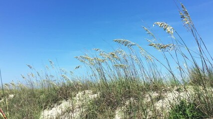 Beautiful sea oats blowing along the dunes of the beach