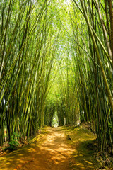 Caminho por bambuzal