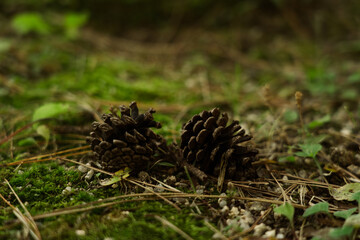 pine cone on the ground