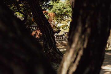 a tree in the temple