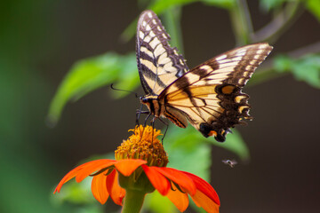 butterfly on flower