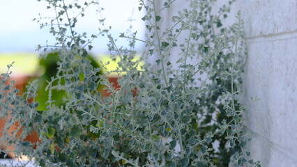white salt bush, rhagodia hastate