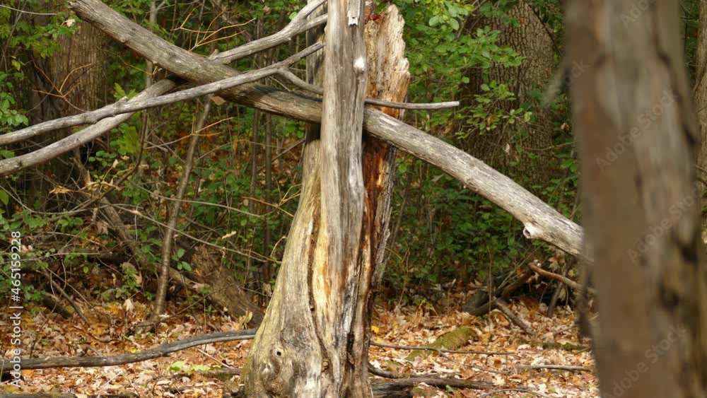 Poster Static shot capturing fallen tree branch breakage with damage tree trunk in deciduous environment.