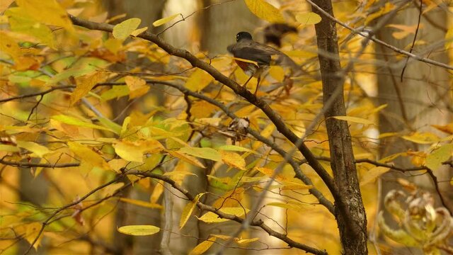 Close up of a robin bird chirping, singing, and ruffling its feathers.