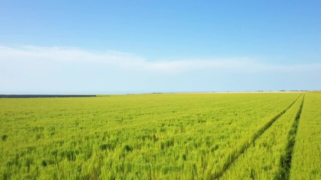 Un chemin au milieu d'un champ de lin verdoyant en Europe, en France, en Normandie, vers Veules les Roses, en &eacute;t&eacute;, lors d'une journ&eacute;e ensoleill&eacute;e.