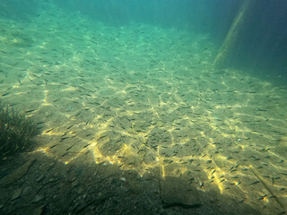 Underwater world of Mediterranean Sea. Near Marmaris, Turkey