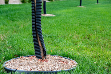 Protective tree wrap used to keep bark from being damaged on young plants