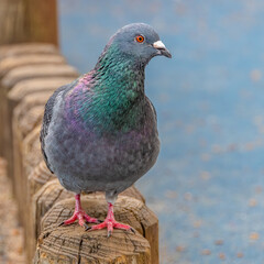 Rock Pigeon