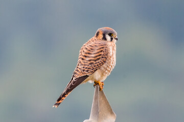 American Kestrel