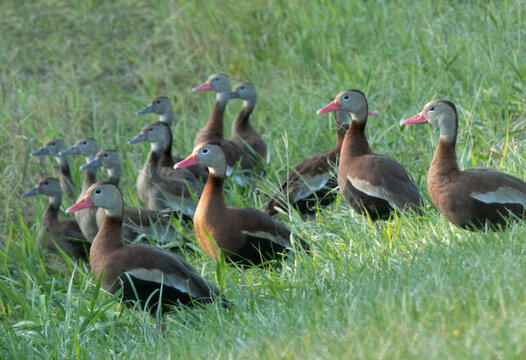 Whistling Ducks